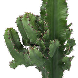 Euphorbia Cactus