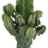 Euphorbia Cactus