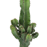 Euphorbia Cactus