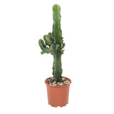 Euphorbia Cactus