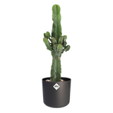 Euphorbia Cactus In ® Elho B.for Soft Sierpot