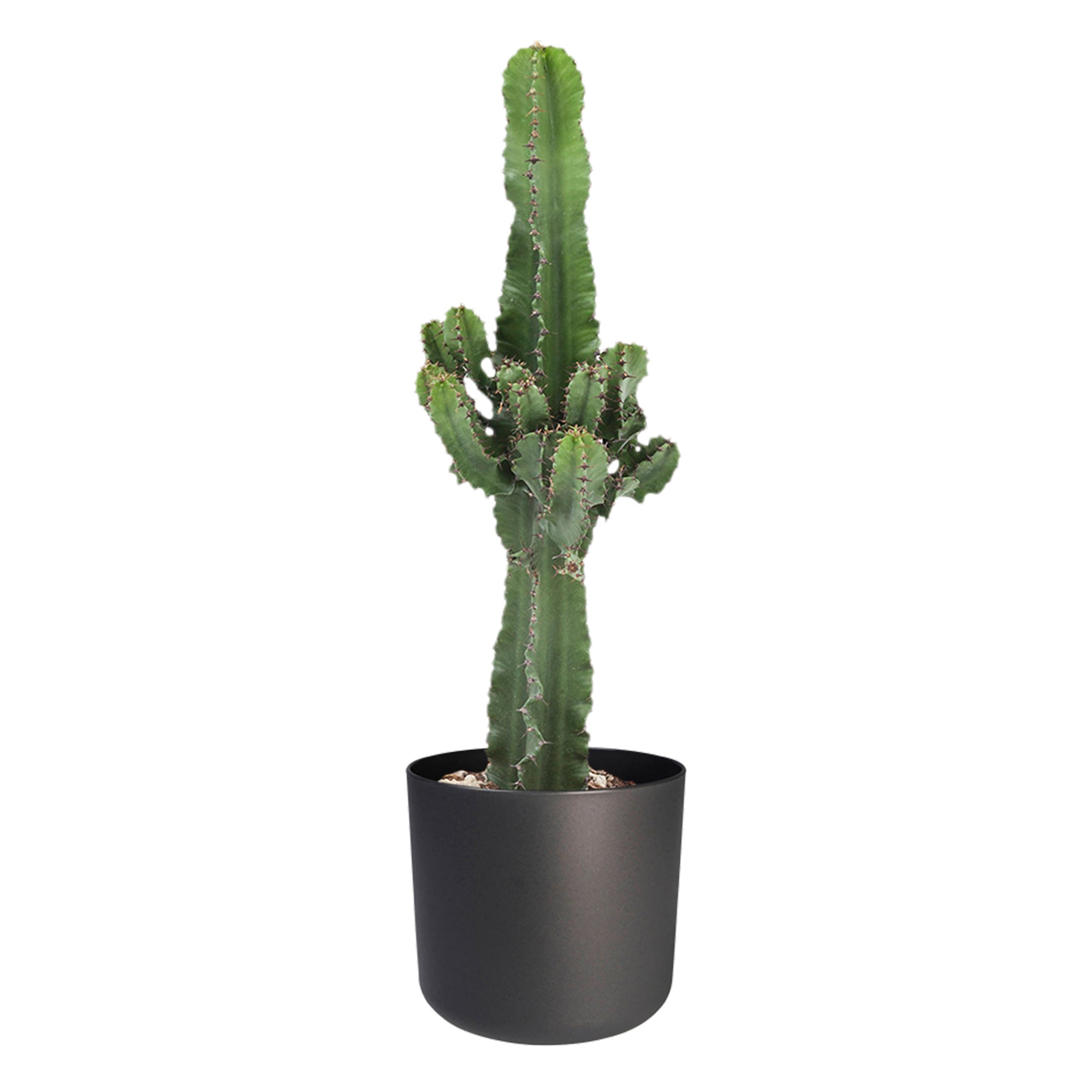 Euphorbia Cactus In ® Elho B.for Soft Sierpot