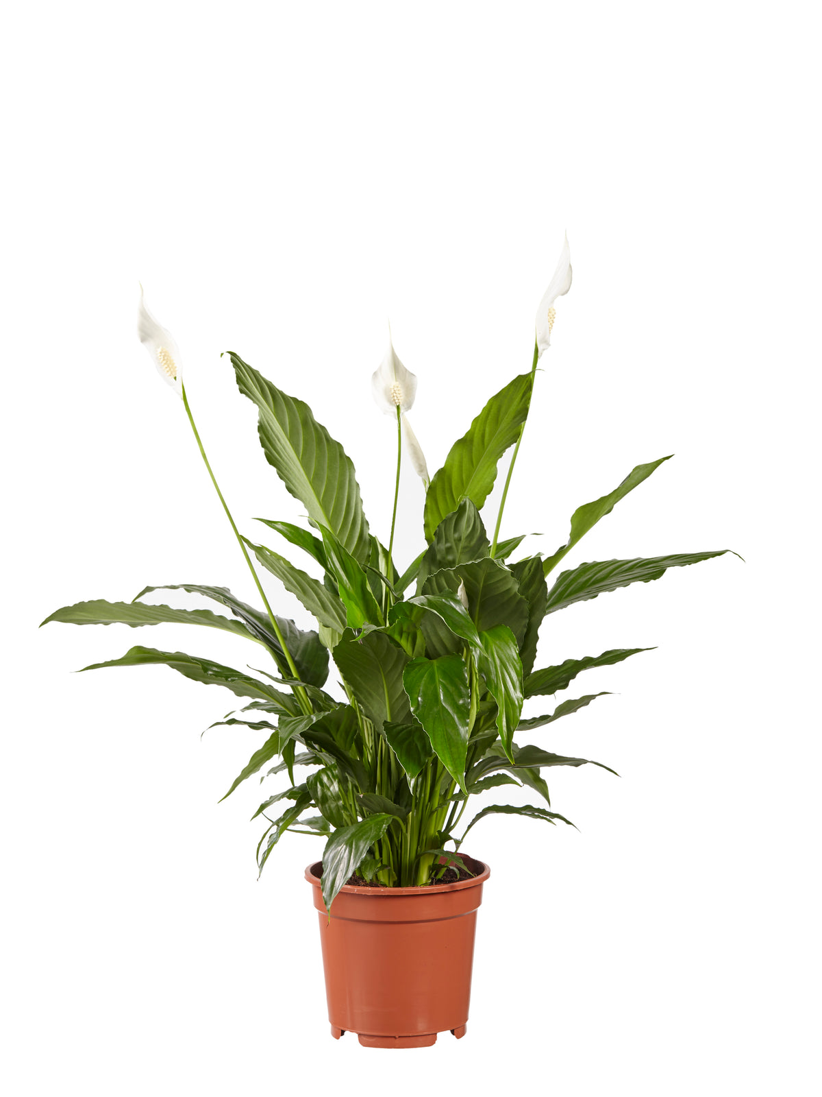 Lepelplant Spathiphyllum