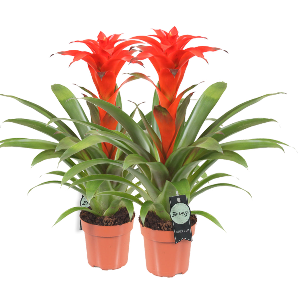 Bromelia Guzmania Calypso Double