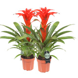 Bromelia Guzmania Calypso Double