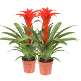 Bromelia Guzmania Calypso Double