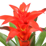 Bromelia Guzmania Calypso Double