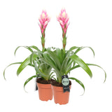 Bromelia Guzmania Candy Double