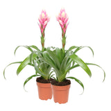Bromelia Guzmania Candy Double