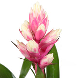 Bromelia Guzmania Candy Double
