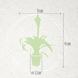 Bromelia Guzmania Candy Double