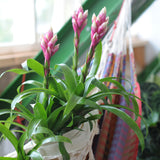 Bromelia Guzmania Candy Double
