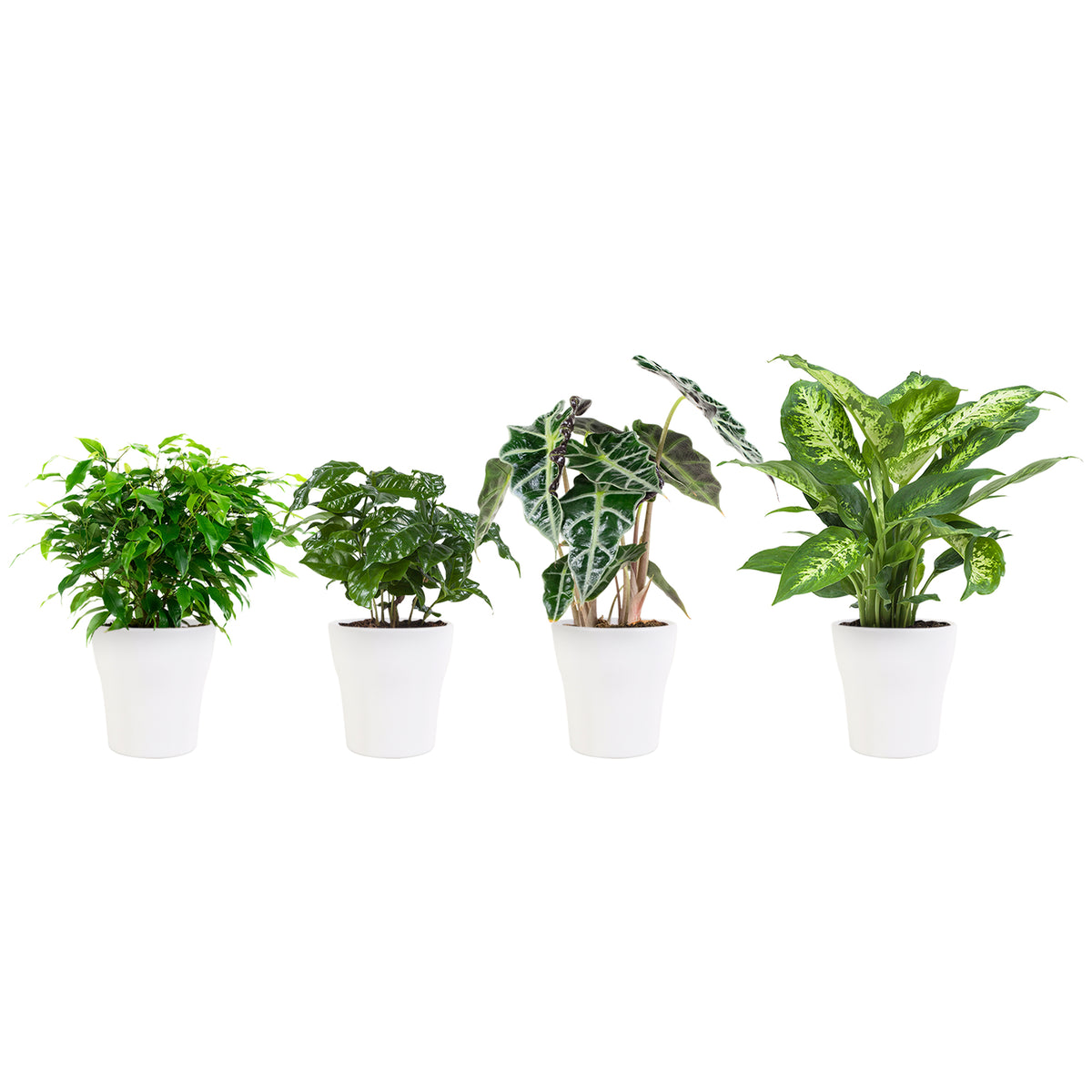 Combibox Hippe Kamerplanten In Anne White Keramiek