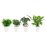 Combibox Hippe Kamerplanten In Anne White Keramiek