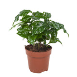 Combibox Kamerplanten (Dieffenbachia Camilla, Coffea Arabica, Syngonium Podophyllum, Ficus Benjamina)A