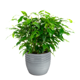 Combibox Met Kamerplanten In Bergamo Keramiek