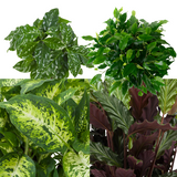 Combibox Kamerplanten (Ficus Green Kinky, Coffea Arabica,Dieffenbachia Compacta , Calathea Rufibarba)