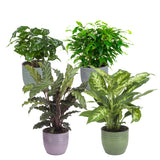 Combibox Met Hippe Kamerplanten In Trendy Bergamo Keramiek