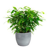 Combibox Met Hippe Kamerplanten In Trendy Bergamo Keramiek