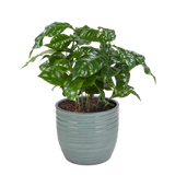 Combibox Met Hippe Kamerplanten In Trendy Bergamo Keramiek