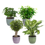 Combibox Kamerplanten Met Bergamo Sierpot In Trendy Kleuren