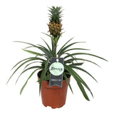 Ananasplant Bromelia Corona Single