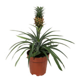 Ananasplant Bromelia Corona Single
