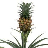 Ananasplant Bromelia Corona Single