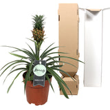 Ananasplant Bromelia Corona Single