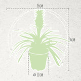 Ananasplant Bromelia Corona Single