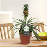 Ananasplant Bromelia Corona Single