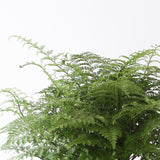 Asplenium Parvati