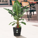 Bananenplant In Elho® Greenville Pot