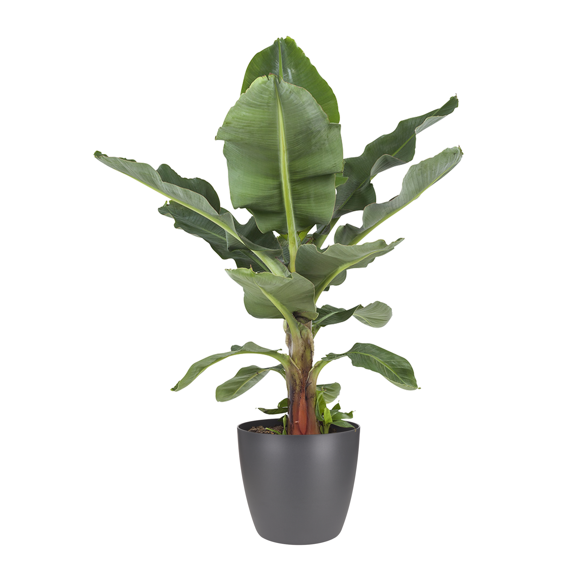 Musa Bananenplant Met Elho Brussels Round Pot Antracite