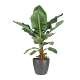 Musa Bananenplant Met Elho Brussels Round Pot Antracite