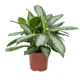 Mini-Green Aglaonema Silver Bay