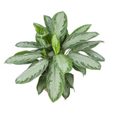 Mini-Green Aglaonema Silver Bay
