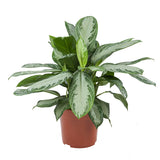 Mini-Green Aglaonema Silver Bay