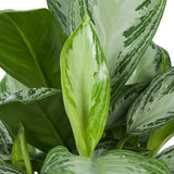 Mini-Green Aglaonema Silver Bay
