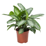 Mini-Green Aglaonema Silver Bay
