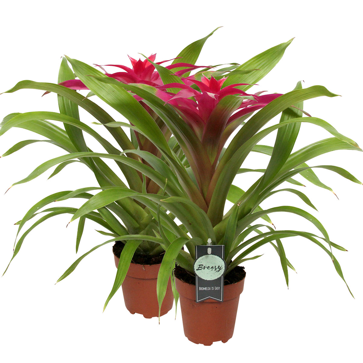 Bromelia Guzmania Deseo Pink Double