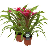Bromelia Guzmania Deseo Pink Double