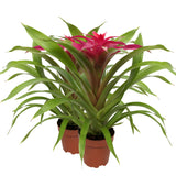 Bromelia Guzmania Deseo Pink Double