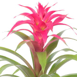 Bromelia Guzmania Deseo Pink Double