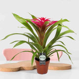 Bromelia Guzmania Deseo Pink Double