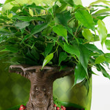 Ficus Green Kinky Sprookjesboom