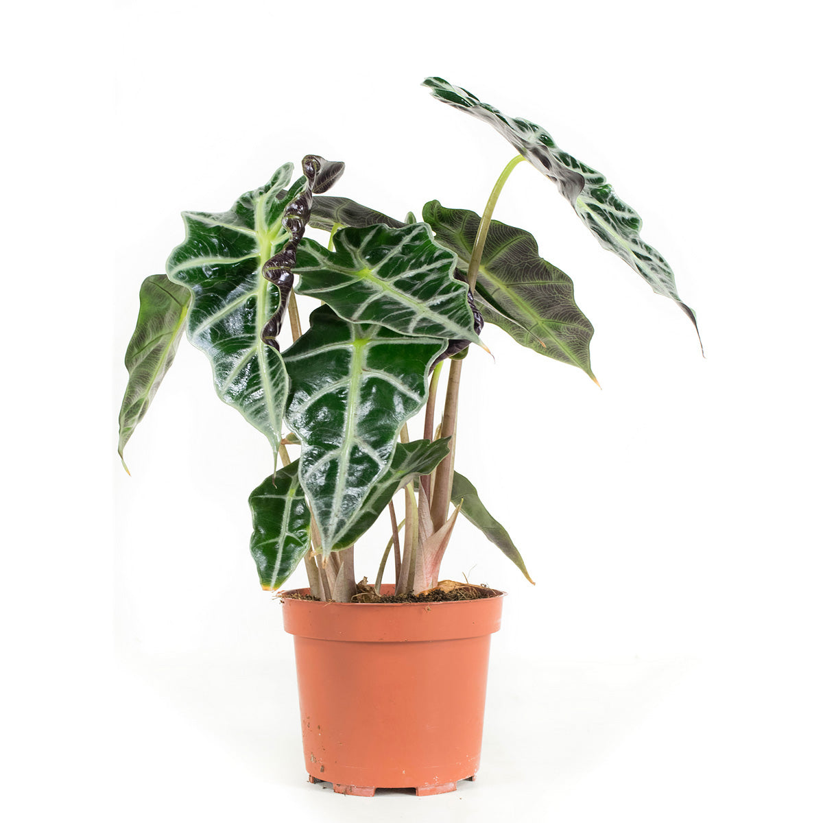 Skeletplant Alocasia 'Polly'