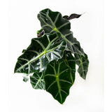Skeletplant Alocasia 'Polly'