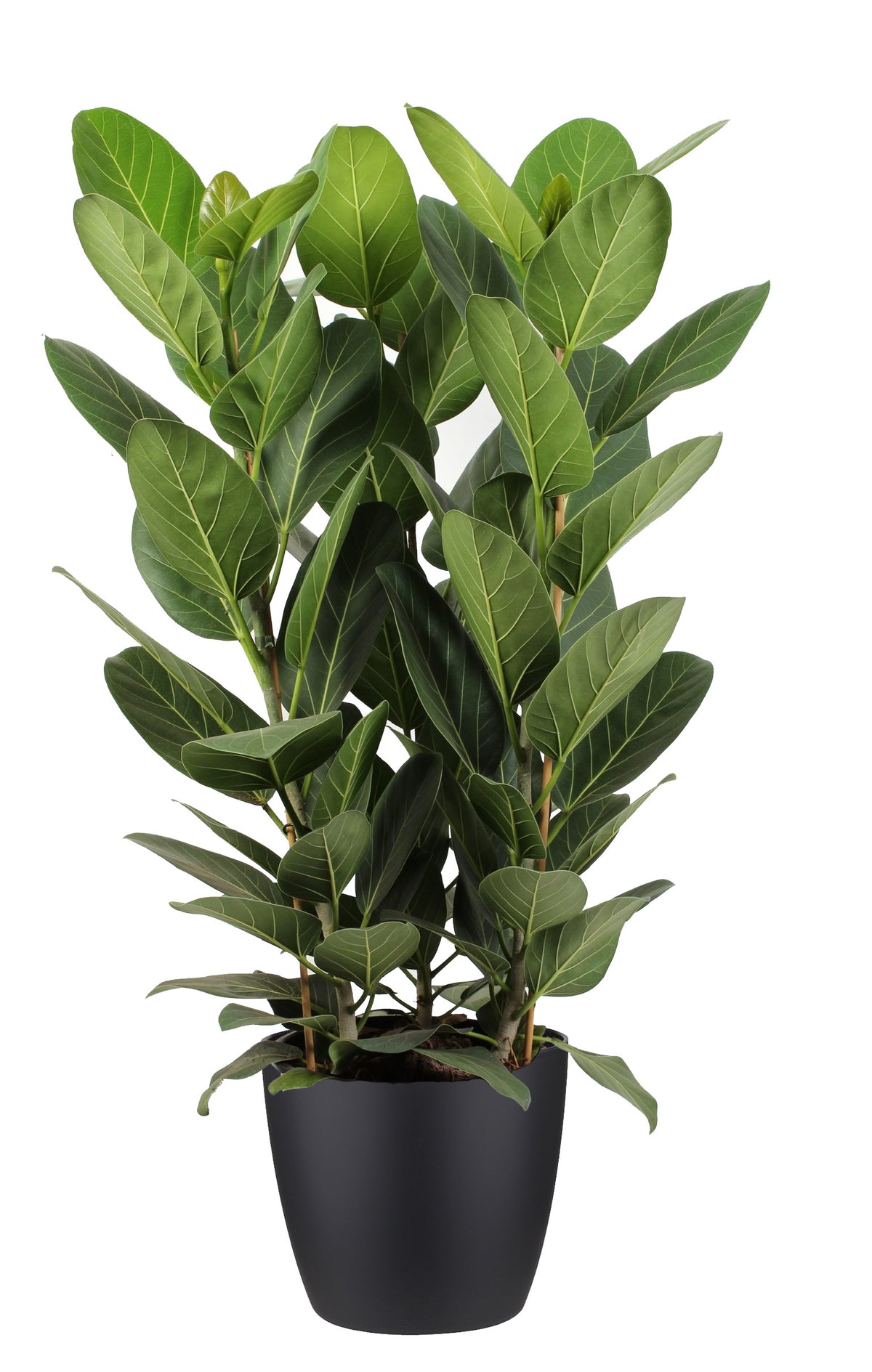 Ficus Audrey In Elho Sierpot (Zwart)