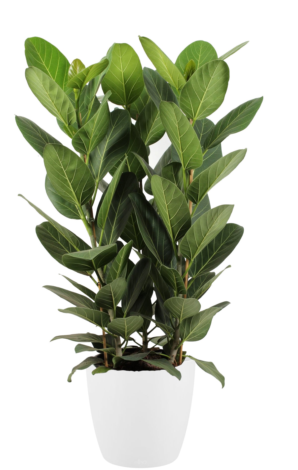 Ficus Audrey In Elho Sierpot (Wit)